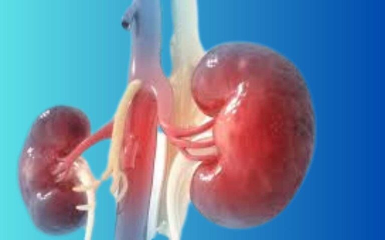 Tips for Maintaining Healthy Kidneys