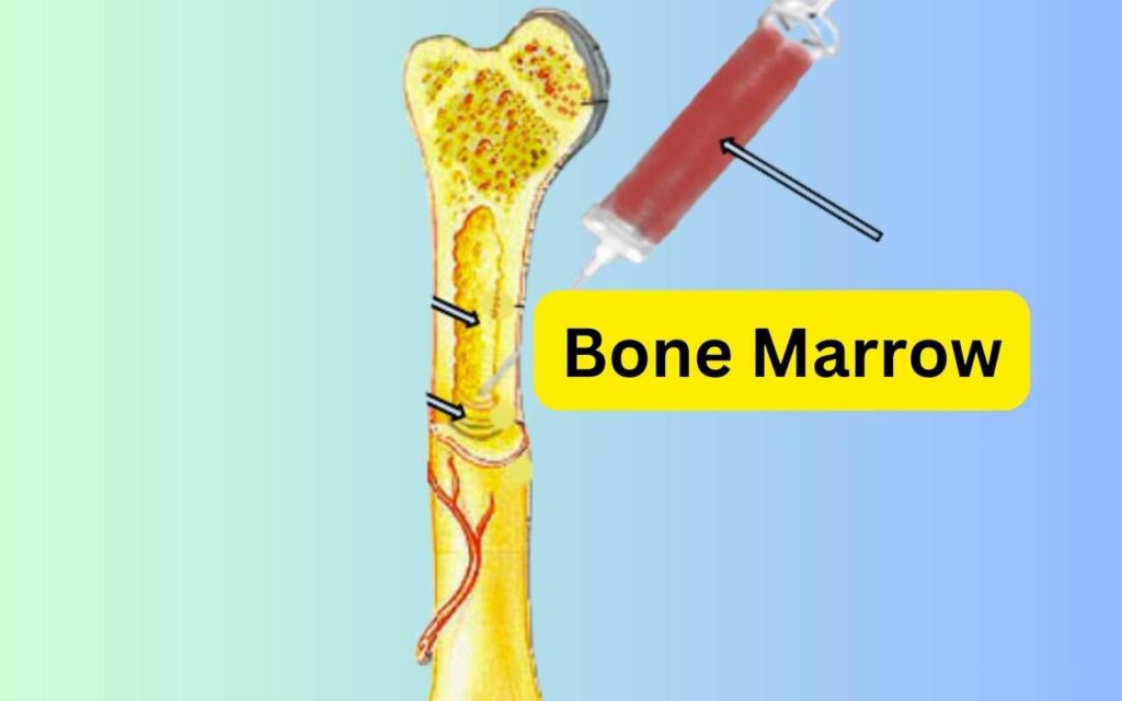 Bone Marrow